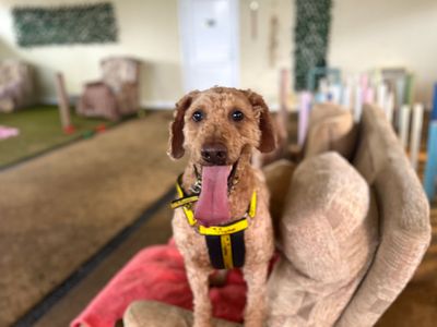 Rory | Retriever (Golden) Cross | Snetterton (Norfolk) - 3