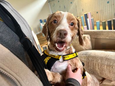 Ewan | Spaniel (Cocker) Cross | Snetterton (Norfolk) - 3