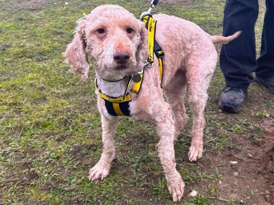 Teddy | Spaniel (Cocker) Cross | Snetterton (Norfolk) - 3