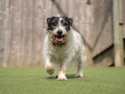 Poppy — Terrier (Parson Russell)