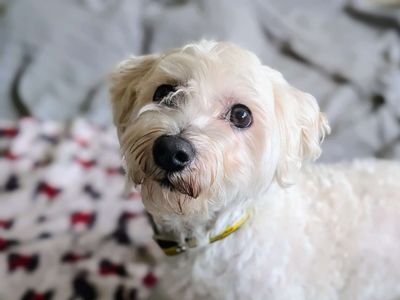 Flump, a 3 years old male Maltese available for adoption from Dogs Trust in Wales