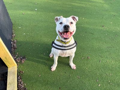 Diesel | Terrier (Staffordshire Bull) | Loughborough - 1