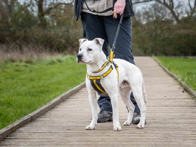 Diesel | Terrier (Staffordshire Bull) | Loughborough - 3