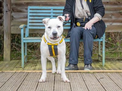 Diesel — Terrier (Staffordshire Bull)