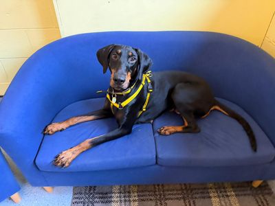 Daphne | Dobermann | West Calder (Edinburgh) - 1