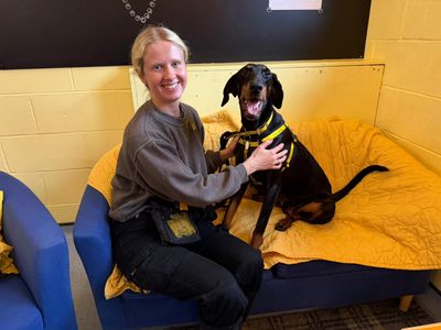 Daphne | Dobermann | West Calder (Edinburgh) - 3