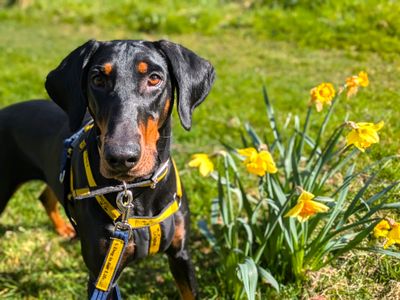 Daphne, a 2 years old female Dobermann available for adoption from Dogs Trust in Scotland