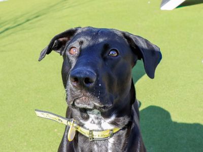 Pippa | Retriever (Labrador) Cross | Evesham (Worcestershire) - 3
