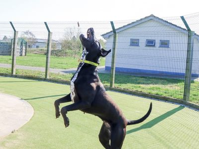 Pippa | Retriever (Labrador) Cross | Evesham (Worcestershire) - 5