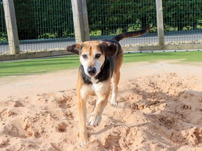 Rocko, a 8 years old male Foxhound available for adoption from Dogs Trust in West Midlands