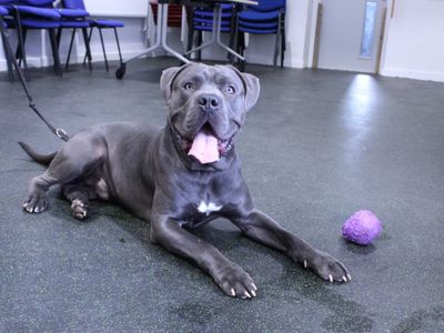 Deekan | Italian Corso Dog Cross | Newbury (Berkshire) - 5