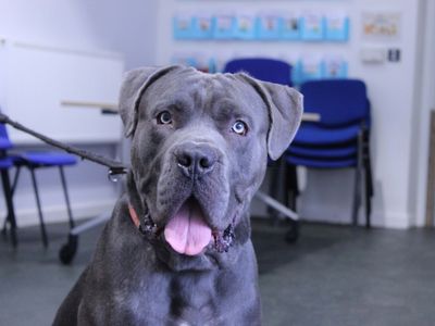 Deekan | Italian Corso Dog Cross | Newbury (Berkshire) - 3