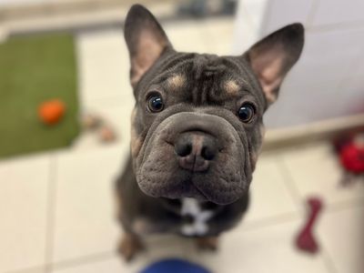 Blue | French Bulldog | Snetterton (Norfolk) - 2