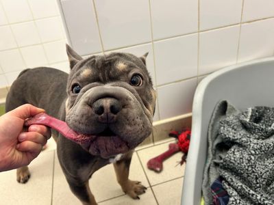 Blue | French Bulldog | Snetterton (Norfolk) - 3