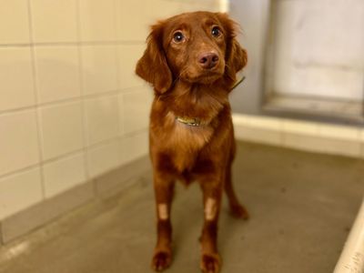 Maris | Spaniel (Cocker) Cross | Snetterton (Norfolk) - 3