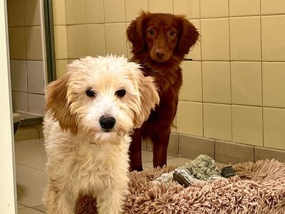 Maris | Spaniel (Cocker) Cross | Snetterton (Norfolk) - 1