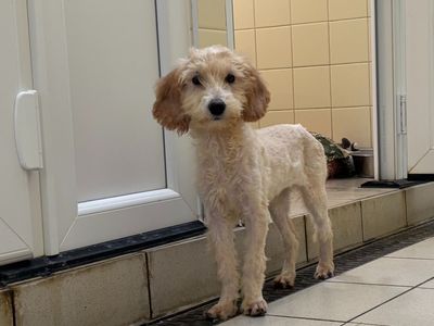 Bubble | Poodle (Miniature) Cross | Snetterton (Norfolk) - 3