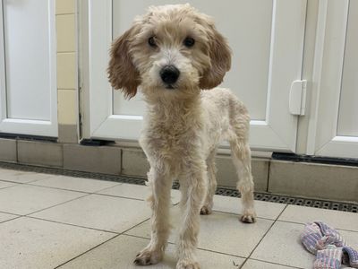 Bubble | Poodle (Miniature) Cross | Snetterton (Norfolk) - 2