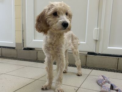 Bubble | Poodle (Miniature) Cross | Snetterton (Norfolk) - 3