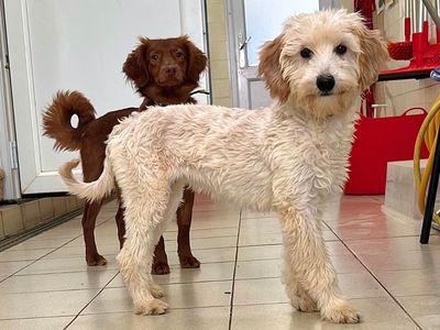 Bubble, a 1 year old female Poodle available for adoption from Dogs Trust in Norfolk