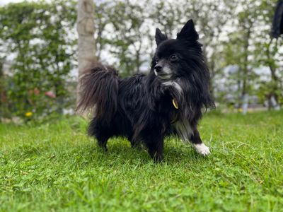 Potter — Pomeranian Cross