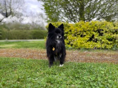 Potter | Pomeranian Cross | Loughborough - 2