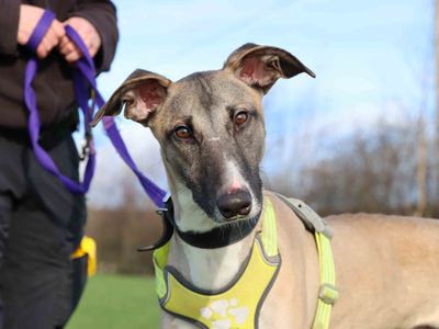 Darren | Whippet Cross | Darlington - 2