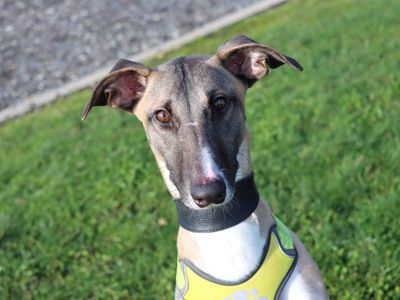 Darren | Whippet Cross | Darlington - 3