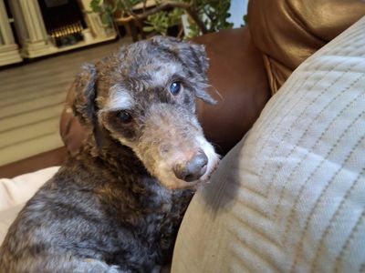 Douglas | Poodle (Miniature) Cross | Basildon (Essex) - 3