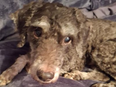 Douglas | Poodle (Miniature) Cross | Basildon (Essex) - 2