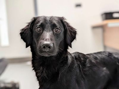 Scramble | Spaniel (English Springer) Cross | Cardiff - 3