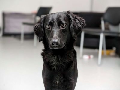 Scramble | Spaniel (English Springer) Cross | Cardiff - 2