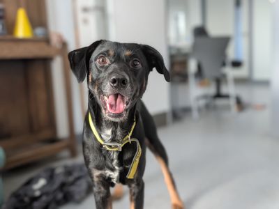 Kipper | German Shepherd Dog Cross | Cardiff - 1