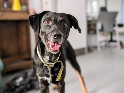 Kipper | German Shepherd Dog Cross | Cardiff - 3