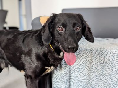 Toast | German Shepherd Dog Cross | Cardiff - 3