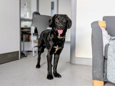 Toast | German Shepherd Dog Cross | Cardiff - 1