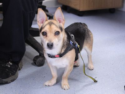 Cash — Terrier (Jack Russell) Cross