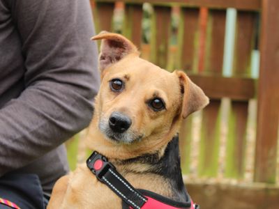 Penny — Terrier (Jack Russell)