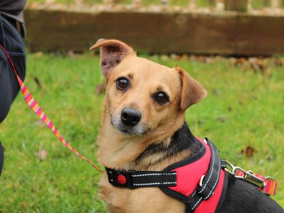 Penny | Terrier (Jack Russell) | Newbury (Berkshire) - 3