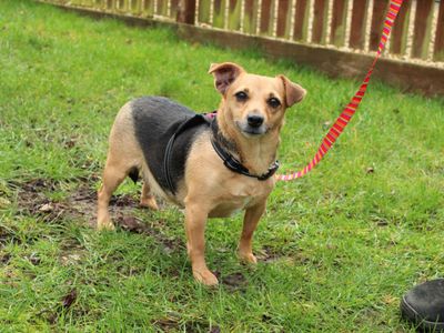 Penny | Terrier (Jack Russell) | Newbury (Berkshire) - 1
