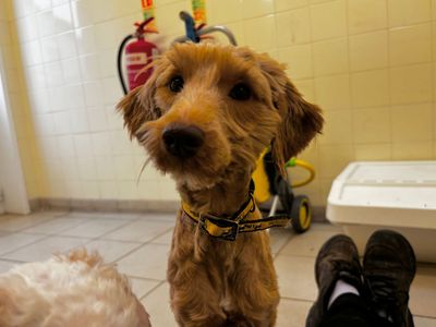 Mash | Poodle (Miniature) Cross | Snetterton (Norfolk) - 2