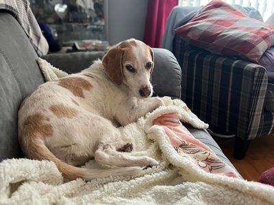 Luna | Spaniel (Cocker) Cross | Basildon (Essex) - 3