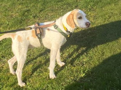 Luna | Spaniel (Cocker) Cross | Basildon (Essex) - 2