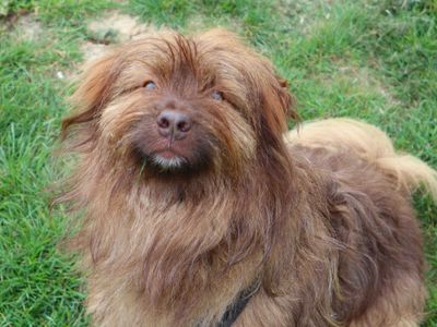 Puffy, a 3 years old male Havanese available for adoption from Dogs Trust in Greater London