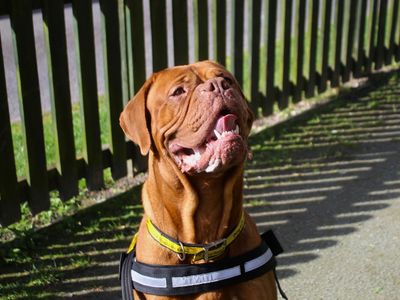 Nala | Dogue De Bordeaux | Manchester - 3