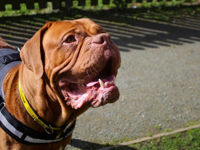 Nala | Dogue De Bordeaux | Manchester - 5