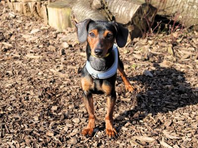 Bobby | Dachshund (Smooth Haired) | Merseyside (Liverpool) - 2