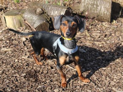 Bobby | Dachshund (Smooth Haired) | Merseyside (Liverpool) - 3