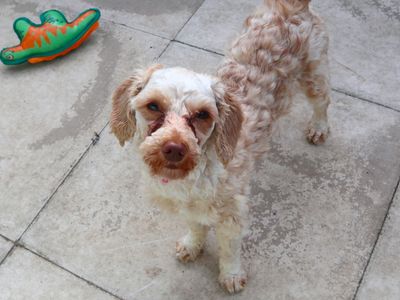 Miranda | Poodle (Standard) Cross | Harefield West London - 3