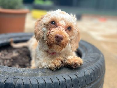 Miranda | Poodle (Standard) Cross | Harefield West London - 2